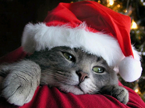 http://theawesomedaily.com/wp-content/uploads/2013/12/christmas-cat-wallpaper-l.jpg