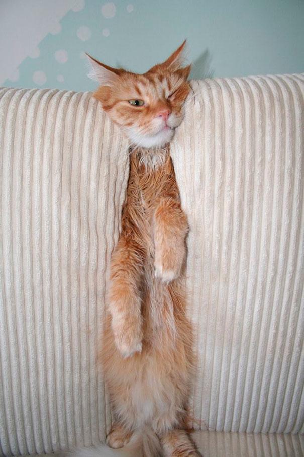 kot wciśnięty w sofę