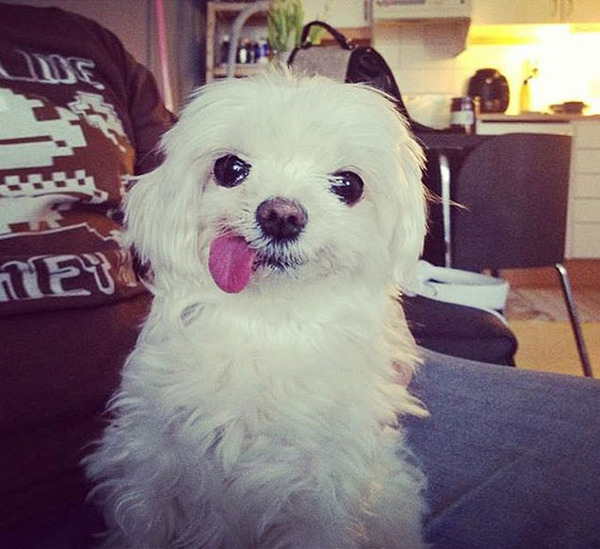 10 Dogs That Can't Wait For Tuesday To Stick Their Tongue Out