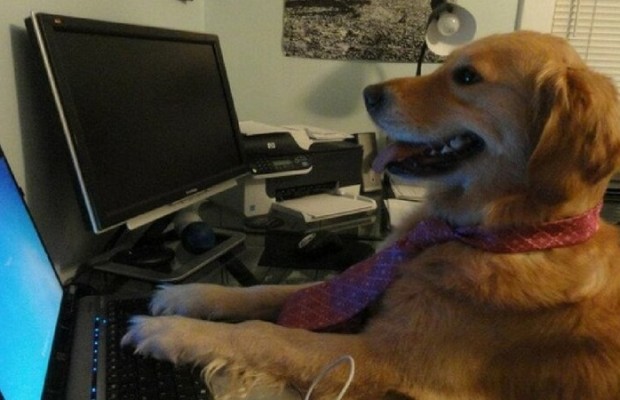 16 Pictures Of The I Have No Idea What I'm Doing Dog Who Still Has No
