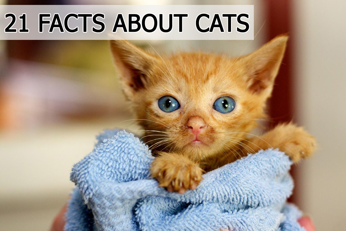 21 Cat Facts You Really Need To Meow