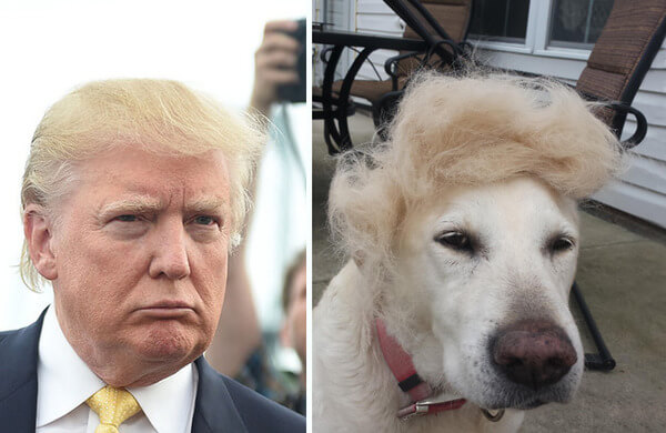 21 Things That Look Exactly Like Donald Trump