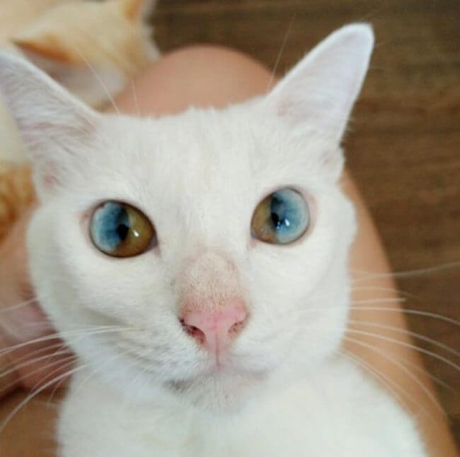 Amazing Cat Eyes With Two Different Colors In Each Eye, Pure Magic