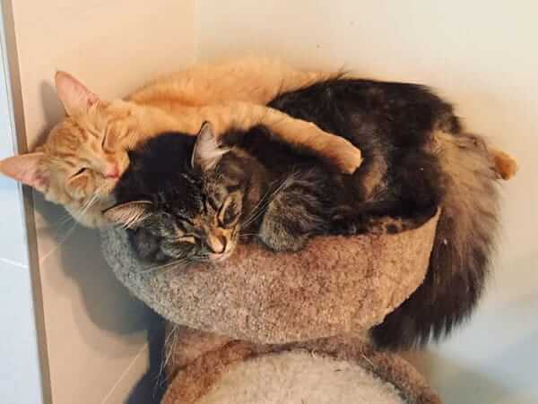 Adorable Cats Insist On Sleeping Together Even After Outgrowing Their Bed 4759