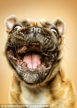 Manuela Kulpa Created These Happy Dogs Pictures That Will Definitely