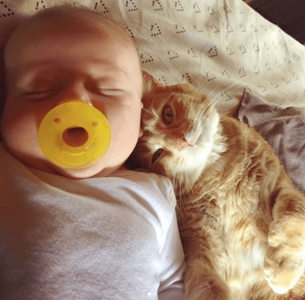 This Cat Hugs Sick Baby And Stays By His Side Every Day