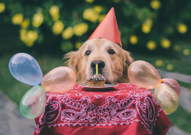 These 31 Happy Birthday Dog Images Are So Cute I'm Wagging My Imaginary Tail