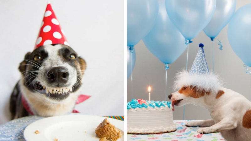 These 31 Happy Birthday Dog Images Are So Cute I'm Wagging My Imaginary