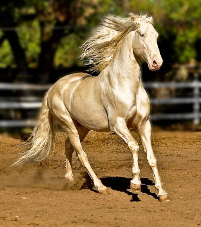 Výsledek obrázku pro the most beautiful horse