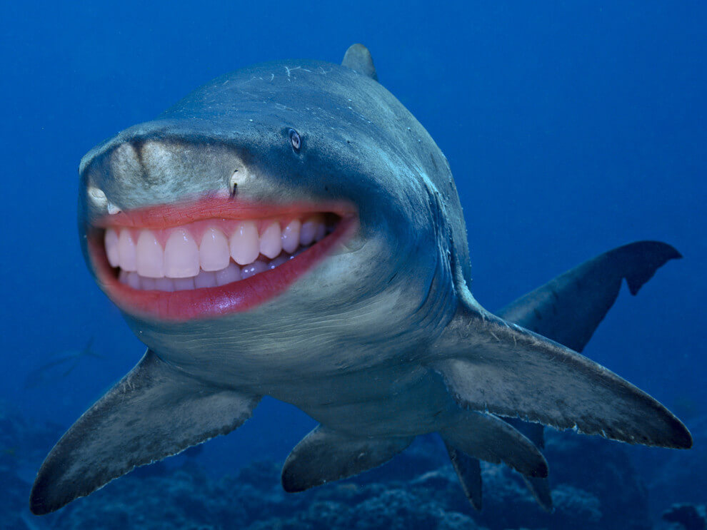 22 Shark With Human Teeth Pictures That Are Just Ridiculous