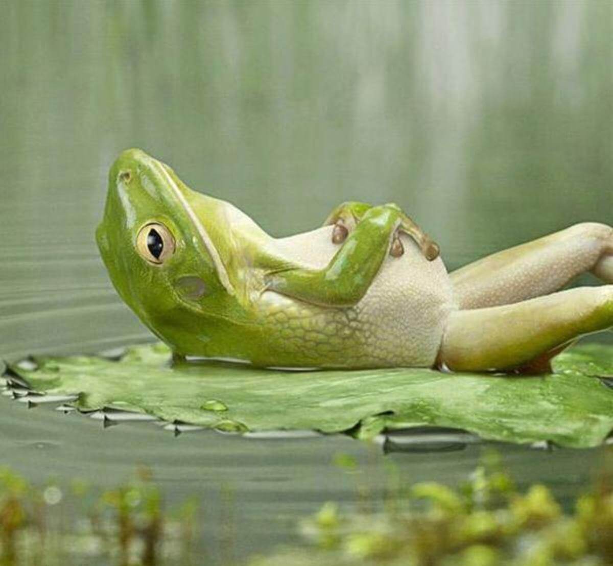 16 Pictures Of Chill Animals That Are So Cool I'm Catching a Cold