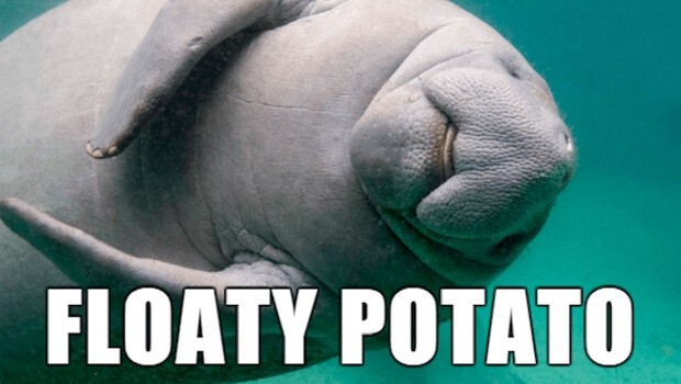 39 Funny Animal Names That Are So Much Better Than The Originals