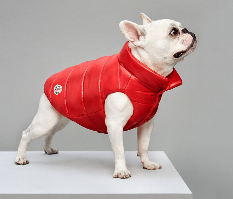 These Luxury Puffer Jackets For Dogs By Moncler And Poldo Dog Couture Set New Highs In Pet Fashion