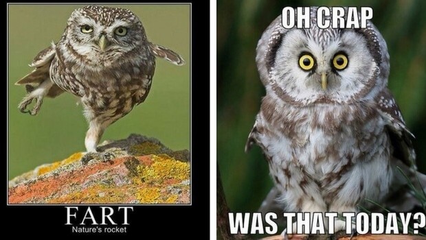 29 Funny Owl Memes That Are So Funny They're Actually a Hoot