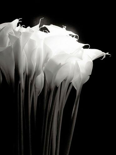 30 Black And White Pictures Of Flowers With Tips On How To Shoot The