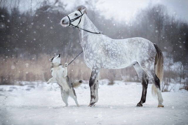 Friendship Between a Horse And Husky Dog Caught In Mesmerizing Photos