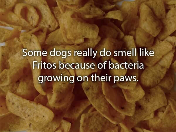 fun facts about dogs 4 (1)