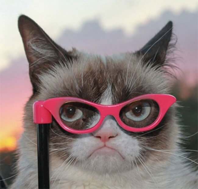 Just 32 Cats Wearing Sunglasses Photos to Further Boost Pointless Internet Content