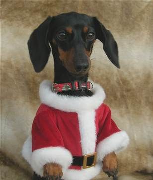 dogs dressed as santa