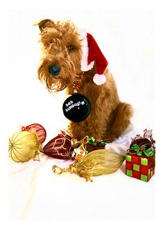 images of animals dressed as santa