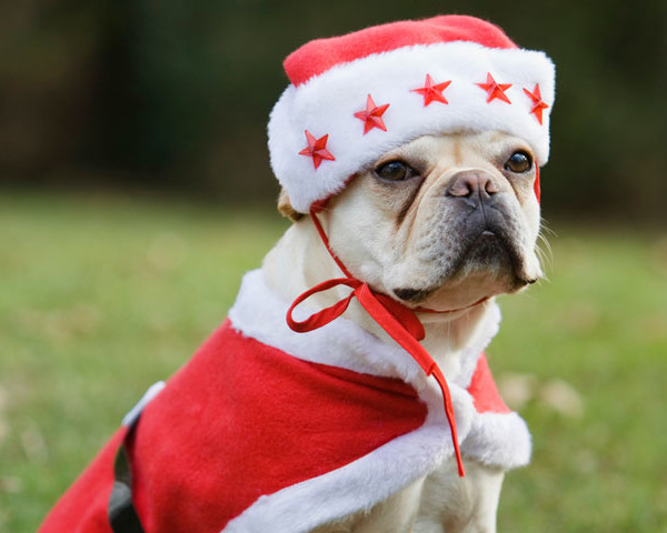 dogs dressed as santa