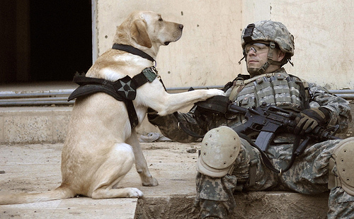 war dogs