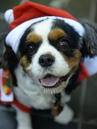 dogs dressed as santa