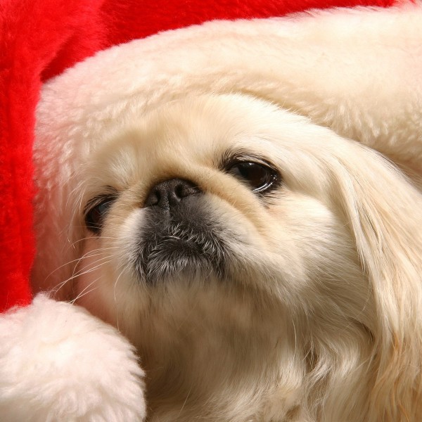 animals dogs santa