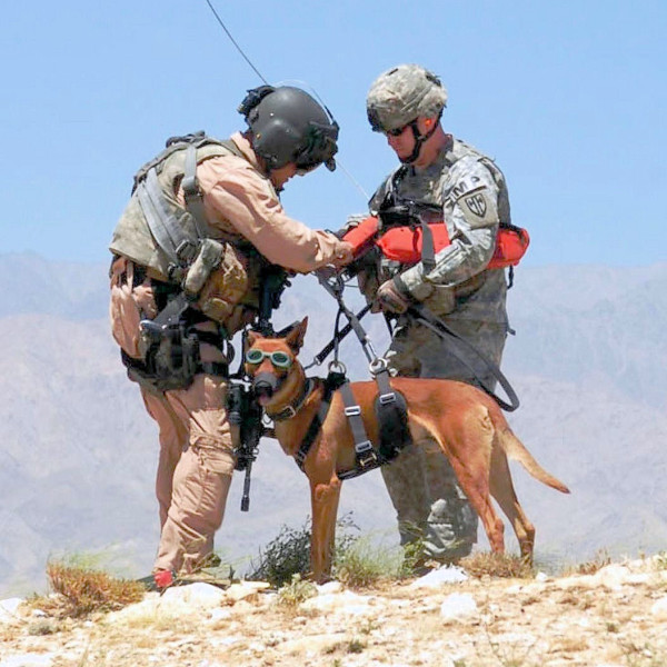 Military_dog_in_Afghanistan_being_prepared_for_a_helicopter_hoist-600x600.jpg