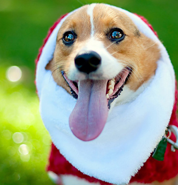 38 Cute Images Of Animals Dressed For The Holidays