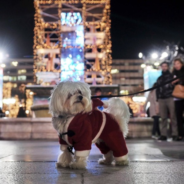 animals-celebrate-christmas