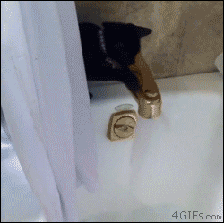 bath time cat