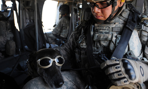 war dogs