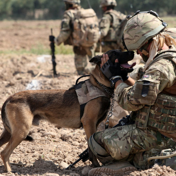 war dogs