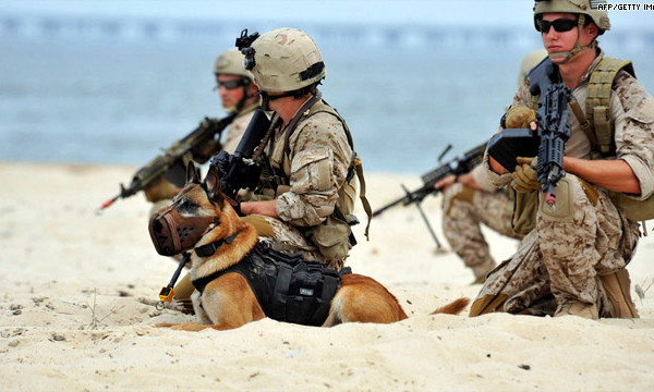 war dogs