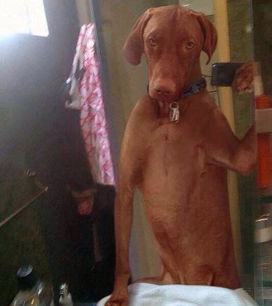 best selfies of 2013 - awesome dog