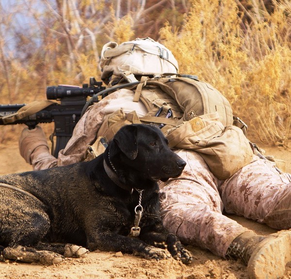 32 Pictures of War Dogs You Need to See to Believe