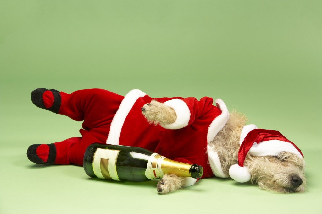 samll-dog-in-santa-costume-lying-down-with-champagne-bottle-1-1024x682