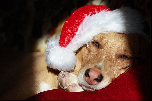 38 Cute Images Of Animals Dressed For The Holidays