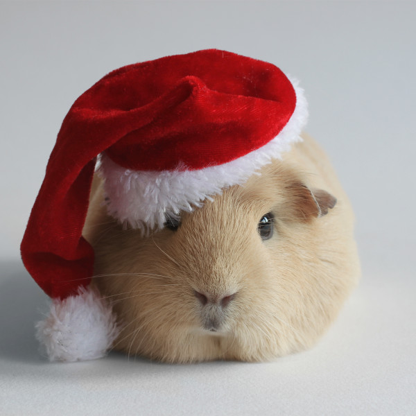 animals-celebrate-christmas