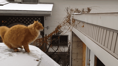 snow cat fail