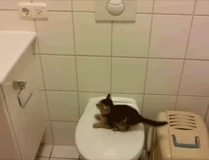 toilet cat fail