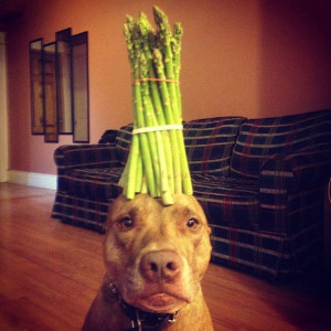 you_can_stack_anything_you_want_on_this_dogs_head_640_18