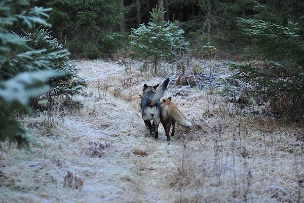 unusual-animal-friendship