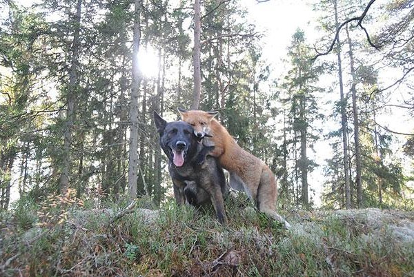 unusual-animal-friendship