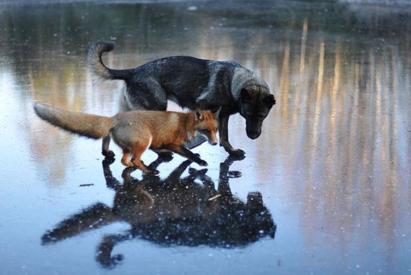 unlikely animal friends