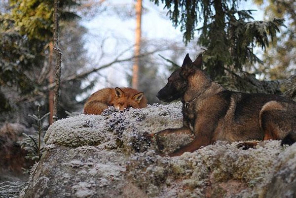 unusual-animal-friendship