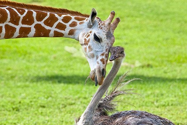 unlikely animal friends