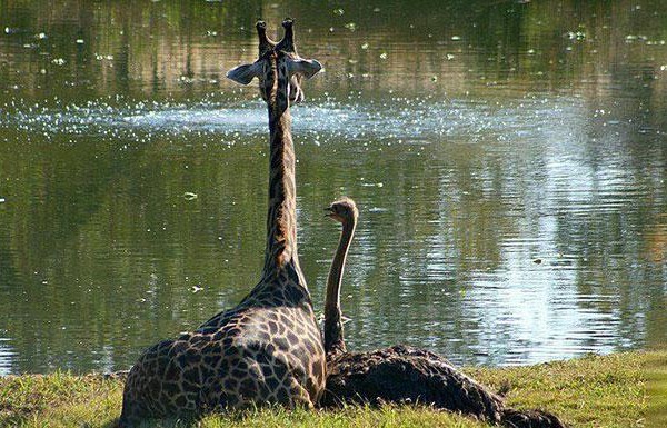 unusual-animal-friendship