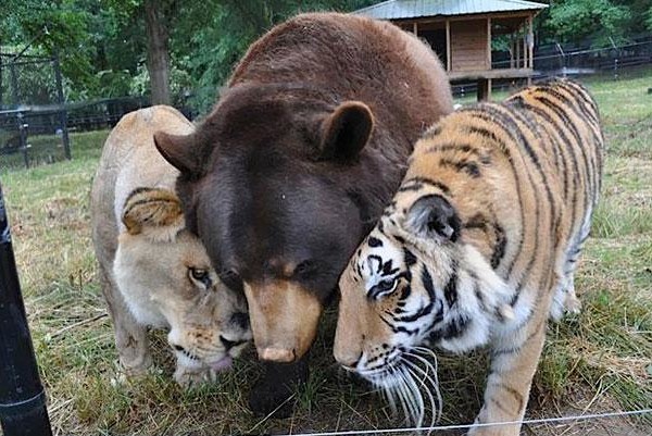 unusual-animal-friendship